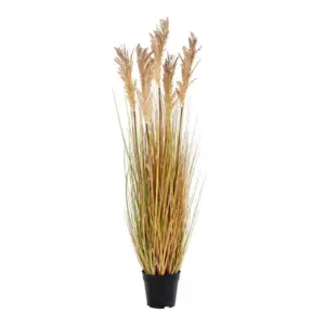 Sorghum grass