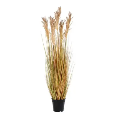 Sorghum grass