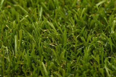 Turfgrass Yara Olive Græstæppe