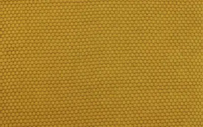 497006 Golden mustard