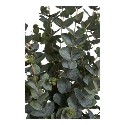 Eukalyptus Træ - UDSOLGT TIL UGE 38.