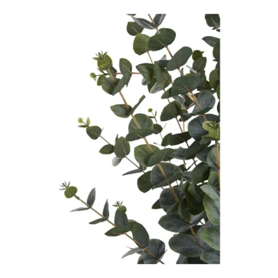 Eukalyptus Træ - UDSOLGT TIL UGE 38.