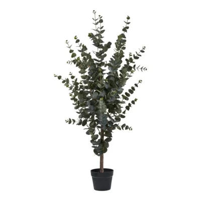 Eukalyptus Træ - UDSOLGT TIL UGE 38.