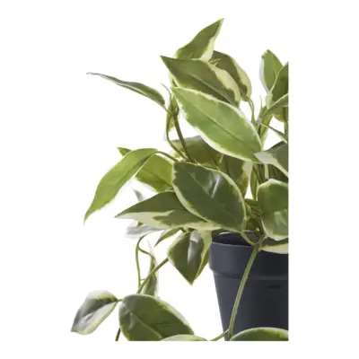 Voksblomst, kunstig grøn plante