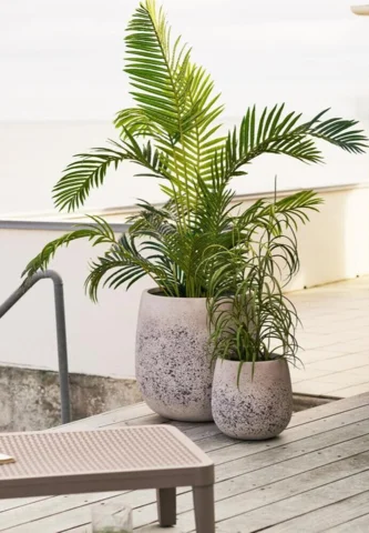 Græs, grøn plante