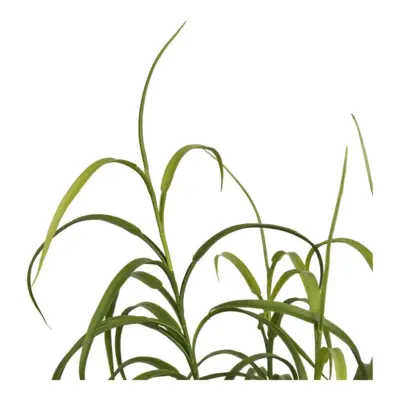 Græs, grøn plante