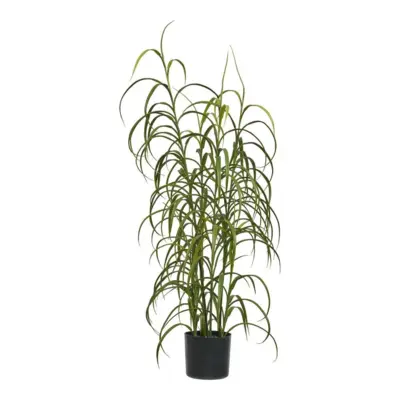 Græs, grøn plante