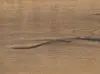 Haro laminatgulv - Plankegulv, Eg Italica natur