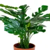 Kunstig Monstera plante, 45 cm.