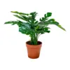 Kunstig Monstera plante, 45 cm.