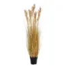 Sorghum grass