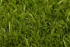 Turfgrass Yara Olive Græstæppe