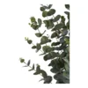 Eukalyptus Træ - UDSOLGT TIL UGE 38.