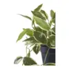 Voksblomst, kunstig grøn plante