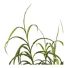 Græs, grøn plante
